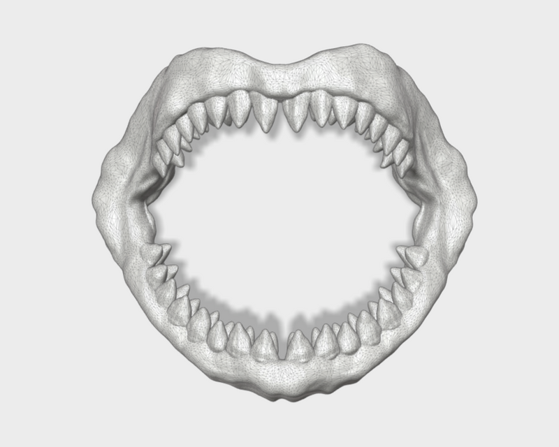 1x Megalodon Jaw