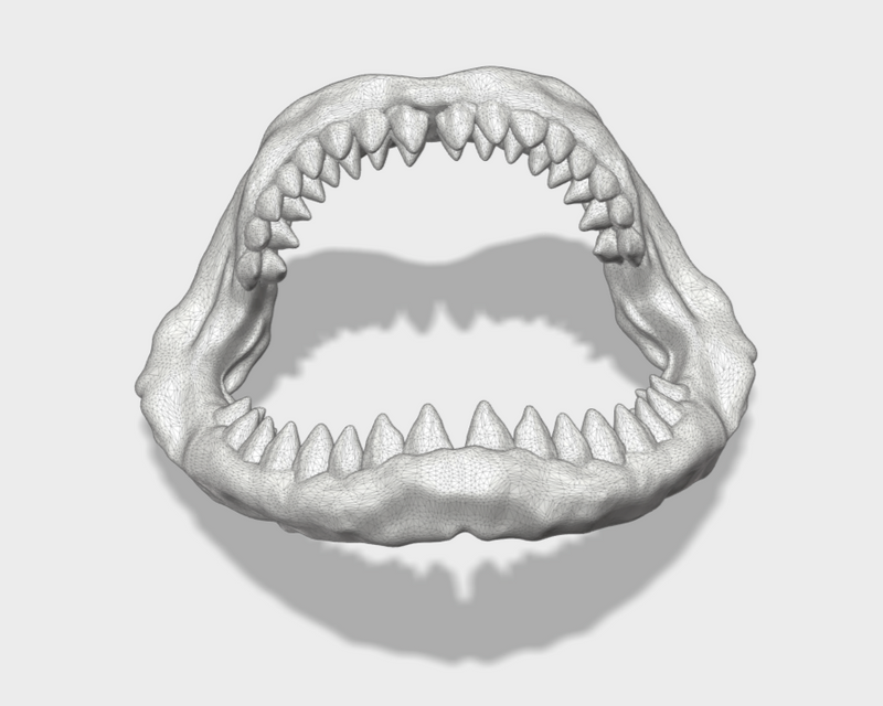 1x Megalodon Jaw