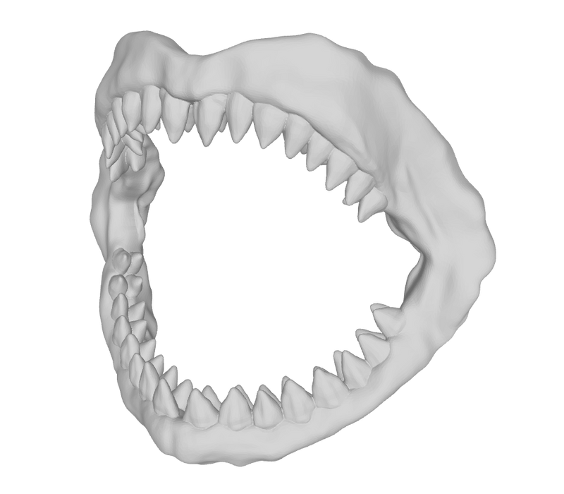 1x Megalodon Jaw