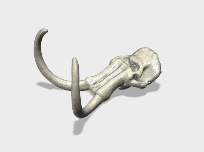 25 x 30mm Mammoth Skull (Med) 3d printed